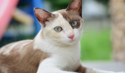 Feline hypoalbuminaemia more common than thought, study finds